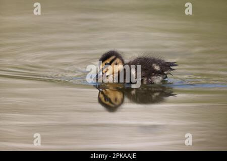 Mallard anatroccolo in un parco a Parigi, Ile de France, Francia. Foto Stock