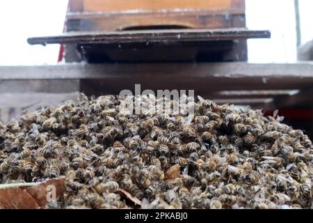 18.12.2022, Germania, , Berlino - api mellifere morte che si trovano di fronte all'ingresso del loro alveare in inverno. 00S221218D243CAROEX.JPG [VERSIONE DEL MODELLO: NON AP Foto Stock