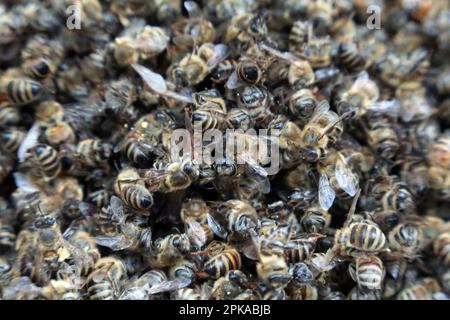 18.12.2022, Germania, , Berlino - api mellifere morte. 00S221218D244CAROEX.JPG [VERSIONE DEL MODELLO: NON applicabile, VERSIONE DELLA PROPRIETÀ: NO (c) immagini caro / Sorge, Foto Stock