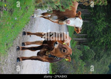 Vacca, vacca madre, giovane razza bovina Fleckvieh sul pascolo, Ried Alm, Isartal, Mittenwald, alta Baviera, Baviera, Germania Foto Stock