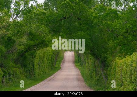 Un bellissimo tunnel di verde formato da lussureggianti siepi e alberi in primavera. Foto Stock