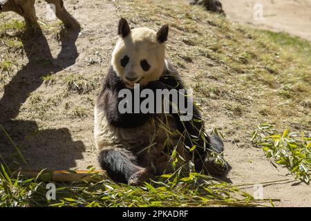 Un adorabile orso panda si accamparrerà felicemente sulle foglie fresche di bambù in un ambiente all'aperto Foto Stock