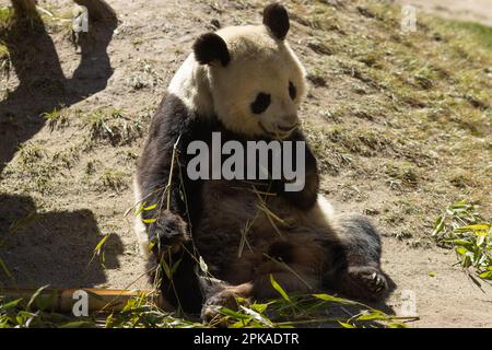 Un adorabile orso panda si accamparrerà felicemente sulle foglie fresche di bambù in un ambiente all'aperto Foto Stock