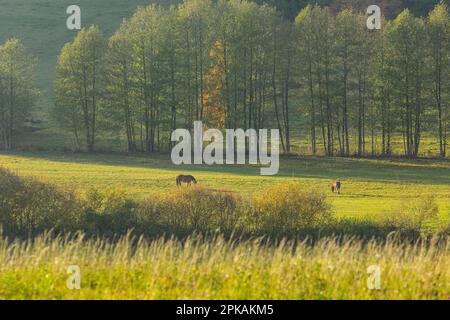 L'Europa, Polonia, Voivodato Podlaskie, Suwalskie / Suwalszczyzna Foto Stock