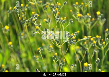 I fiori gialli di hieracium fioriscono nel selvaggio Foto Stock