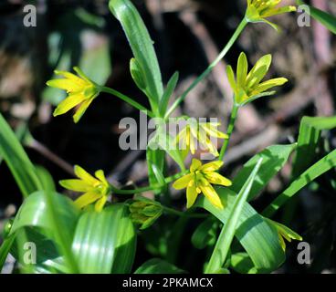 Pianta primaverile Gagea lutea fiorisce in natura nei boschi Foto Stock