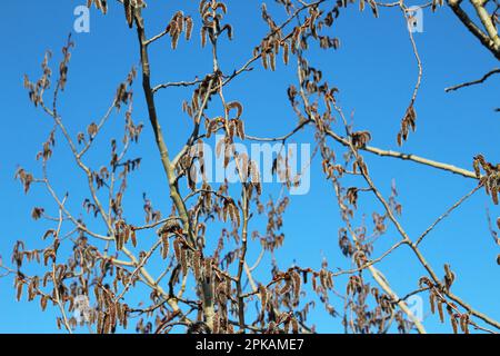 Gli orecchini Aspen (Populus tremula, Populus pseudotremula) fioriscono in natura in primavera Foto Stock