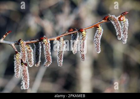 Gli orecchini Aspen (Populus tremula, Populus pseudotremula) fioriscono in natura in primavera Foto Stock