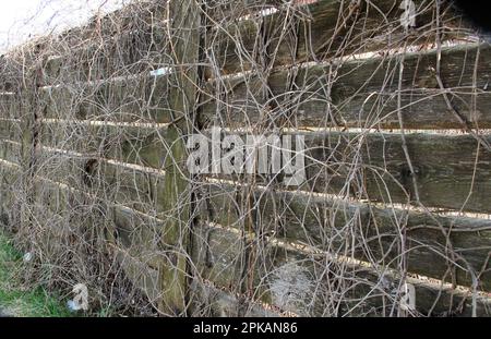 Vecchia recinzione economica di legno fatta di assi Foto Stock