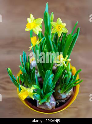 primo piano di piccoli narcisi in fiore in una pentola gialla su un tavolo di legno Foto Stock
