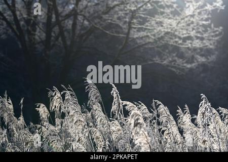 I canne fruttificanti sono ricoperti di brina di bue e brillano contro la luce, atmosfera mattutina, Germania Foto Stock