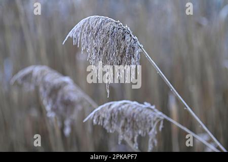 Canne fruttificanti in inverno, brina di bue, Germania Foto Stock