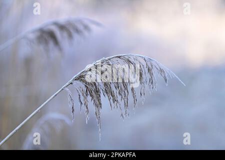 Canne fruttificanti in inverno, brina di bue, Germania Foto Stock