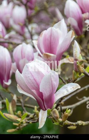 Fiori rosa di Magnolia x Soulangeana (denudata x liliiflora) albero 'Amabilis', fiorito durante la primavera, UK Foto Stock
