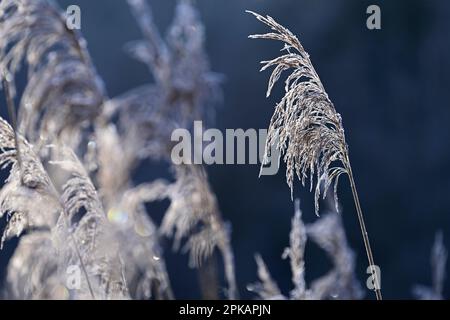 I canne fruttificanti sono ricoperti di brina di bue e brillano contro la luce, atmosfera mattutina, Germania Foto Stock