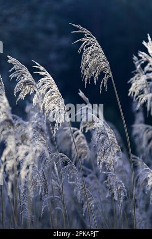 I canne fruttificanti sono ricoperti di brina di bue e brillano contro la luce, atmosfera mattutina, Germania Foto Stock