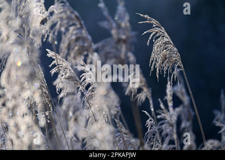 I canne fruttificanti sono ricoperti di brina di bue e brillano contro la luce, atmosfera mattutina, Germania Foto Stock