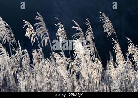 I canne fruttificanti sono ricoperti di brina di bue e brillano contro la luce, atmosfera mattutina, Germania Foto Stock