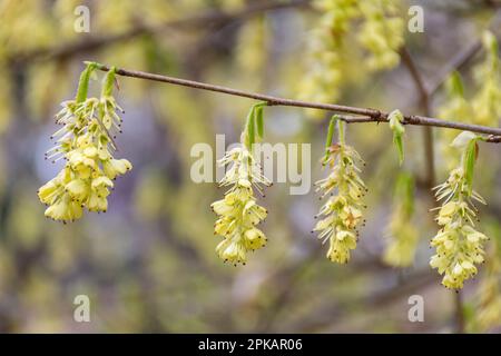 Pendulous fiori gialli pallidi di arbusto di Corylopsis glabrescens, anche chiamato fragrante nocciolo invernale, fioritura durante la primavera, UK Foto Stock