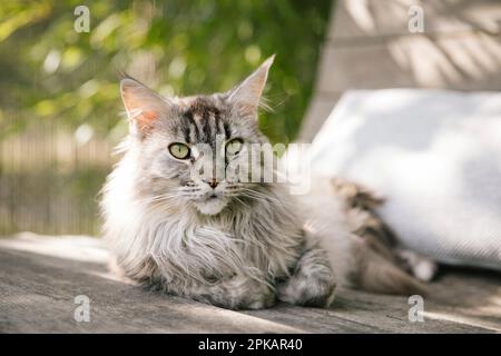 Gatto ben curato che riposa su mobili in teak in giardino Foto Stock