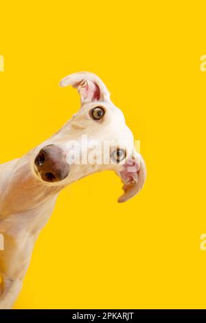Ritratto curioso cane levriero spagnolo inclinando lato testa. Isolato su backgorund giallo Foto Stock