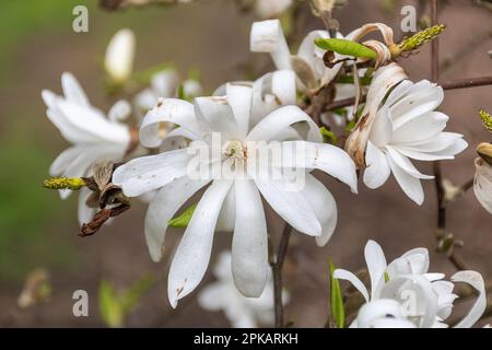 Fiori bianchi a forma di stella o fiori sull'arbusto Magnolia stellata, chiamata anche stella magnolia durante la primavera, Regno Unito Foto Stock