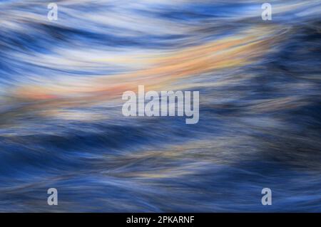 Acqua fluente e le onde della Vologne, colorate foglie d'autunno impostare accenti gialli in acqua, Vosgi, Francia Foto Stock