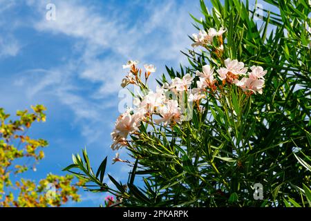 Oleandro, oleandro di Nerium, Sirmione, Lago di Garda, Italia, Europa Foto Stock