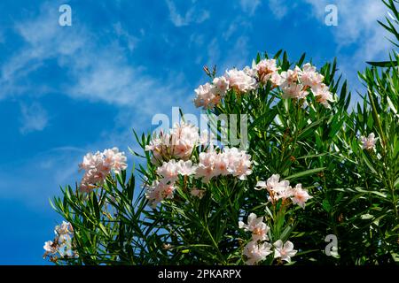 Oleandro, oleandro di Nerium, Sirmione, Lago di Garda, Italia, Europa Foto Stock