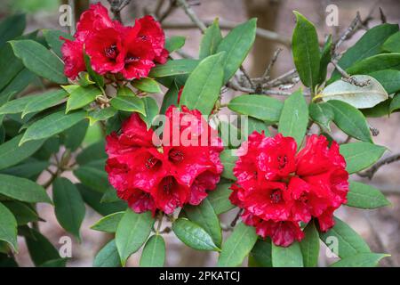 Fiori rossi o fioriture dell'arbusto sempreverde o dell'albero piccolo Rhododendron ochraceum (sottosezione Maculifera) in primavera, Regno Unito Foto Stock