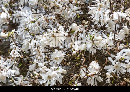 Fiori bianchi a forma di stella o fiori sull'arbusto Magnolia stellata, chiamata anche stella magnolia, durante la primavera, Regno Unito Foto Stock