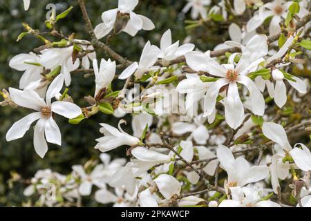 Fiori bianchi da stella di Loebner Magnolia, il risultato ibrido di un incrocio tra Magnolia kobus e Magnolia stellata, in primavera, nel Regno Unito Foto Stock