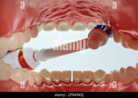 Modello per la cura dentale aperto, cavità orale, testina dello spazzolino elettrico, di Oral-B, dettaglio, immagine icona, denti spazzolanti, cura dentale, sfondo bianco, Foto Stock