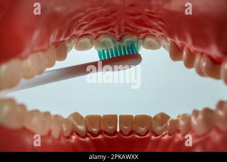 Modello per la cura dentale aperto, cavità orale, testina dello spazzolino elettrico, di Philips Sonicare, spazzolino sonico, dettaglio, immagine icona, denti spazzolanti, cura dentale, sfondo bianco, Foto Stock