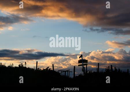 Escursione a Gehrenalpe, 1610 m, cartello di umore serale, scarpa su post, umore nuvoloso, tramonto, Wängle vicino a Reutte in Tirolo, Austria, Europa Foto Stock