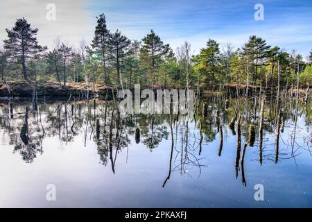 Germania, Baviera, Tölzer Land, Egling, Spatenbräufilz Foto Stock