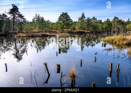 Germania, Baviera, Tölzer Land, Egling, Spatenbräufilz Foto Stock