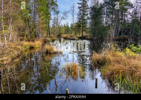 Germania, Baviera, Tölzer Land, Egling, Spatenbräufilz Foto Stock