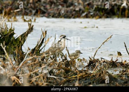 Plover di Kittlitz (Charadrius pecuarius) con pulcino, zone umide del fiume Bot, Sudafrica. Foto Stock