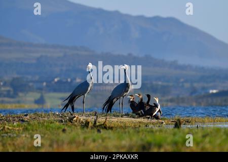 Una coppia di gru blu adulte (Antropoides paradiseus) con cormorani bianchi (Phalacrocorax lucido), zone umide del fiume Bot, Sudafrica. Foto Stock