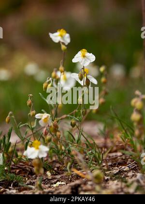 Rosa-roccia bianca, Helianthemum apenninum Foto Stock