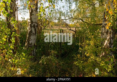 Riserva naturale Haselbacher Teiche vicino Haselbach, distretto di Altenburger Land, Turingia, Germania Foto Stock