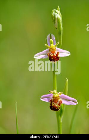 Orchidea d'ape, apifera di Ophrys, ragwort d'ape Foto Stock
