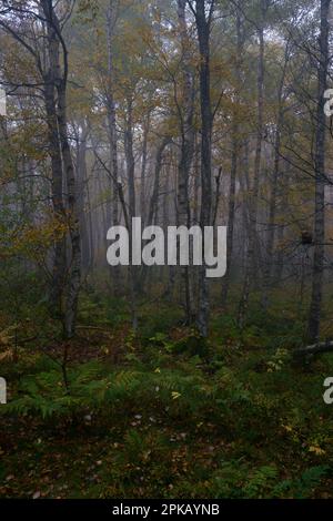 Nebbia nella riserva naturale della Moro Rossa in autunno, riserva della biosfera di Rhön, contea di Fulda, Assia, Germania Foto Stock