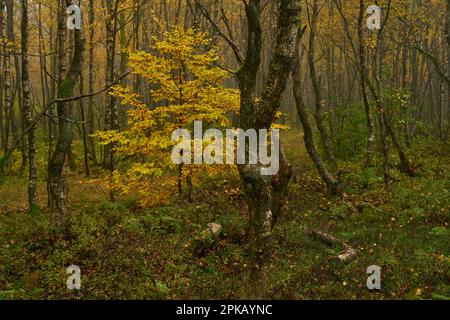 Nebbia nella riserva naturale della Moro Rossa in autunno, riserva della biosfera di Rhön, contea di Fulda, Assia, Germania Foto Stock