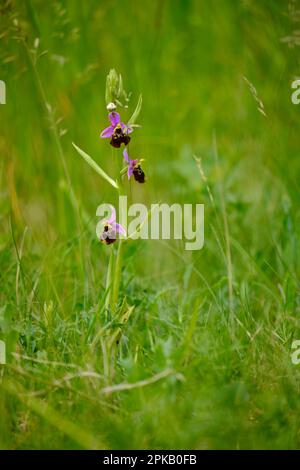Orchidea d'ape, apifera di Ophrys, ragwort d'ape Foto Stock