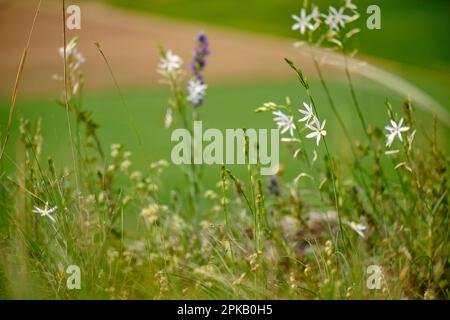 Giglio d'uva, Giglio d'erba senza marchio, Giglio d'erba grande, Anthericum liliago Foto Stock