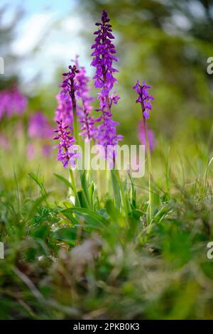 Orchidea a venina verde, Anacamptis morio, Orchis morio Foto Stock