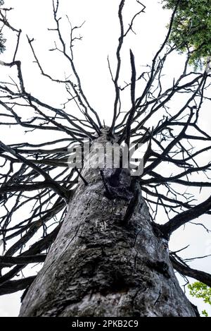 Un vecchio albero asciutto senza fronzoli nelle alpi vicino a Lengries, Germania Foto Stock