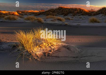 Coastal Impression, Anholt Island, Orkenen, Kattegat, Mar Baltico, Danimarca Foto Stock